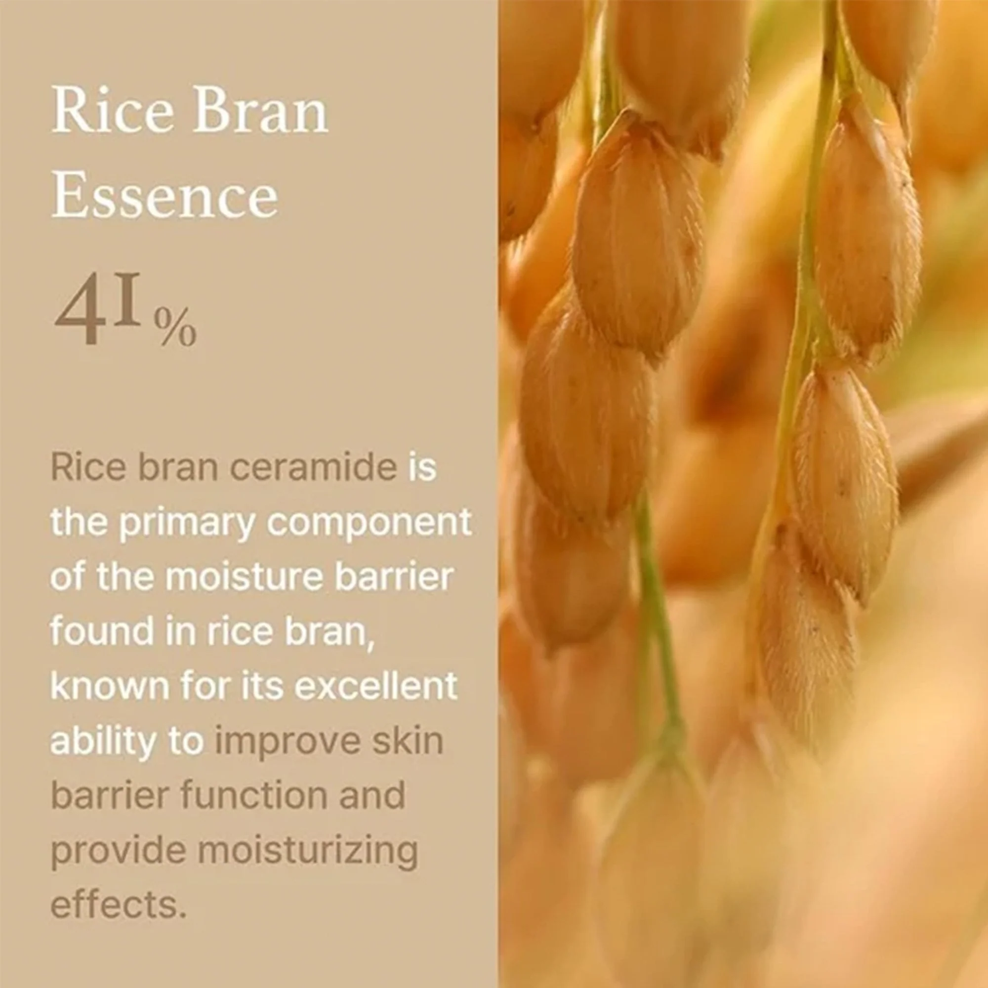 I'm From Rice Cream 50g Jar - Image 5